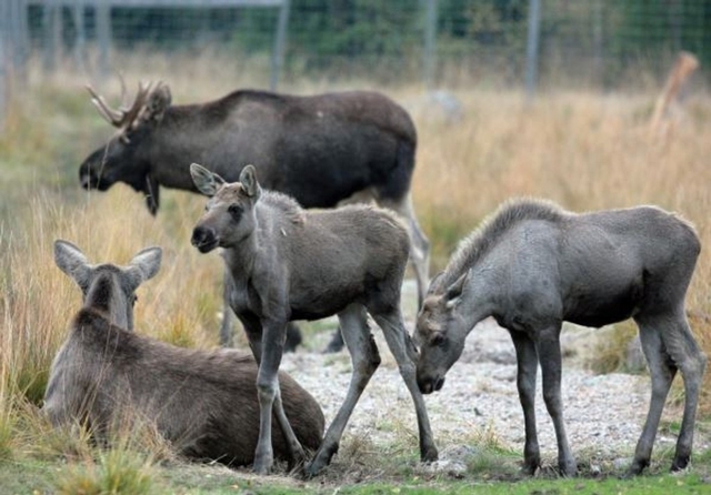 Laganland Elk Park Logo