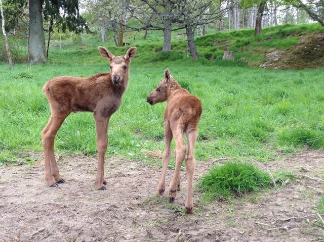 Målilla Elk Park Logo