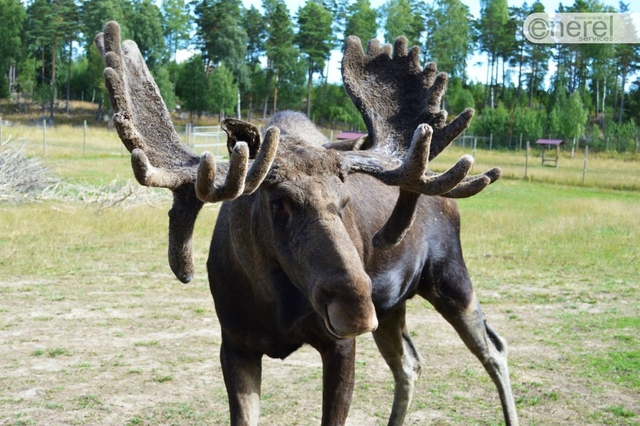 Gårdsjö Älgpark Logo