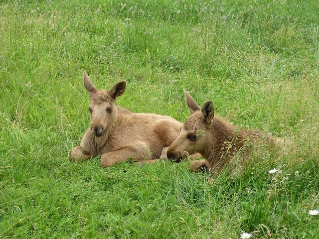 Elinge Elk Park Logo