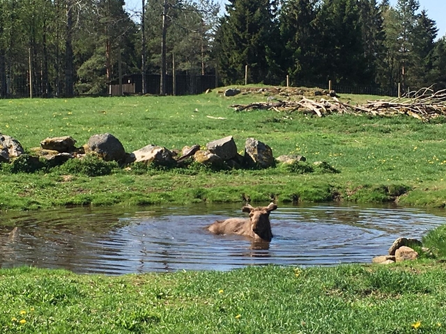 Grönåsen Älg & Lantdjurspark Logo