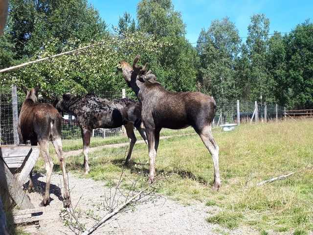 Älgpark och Huskyfarm Logo