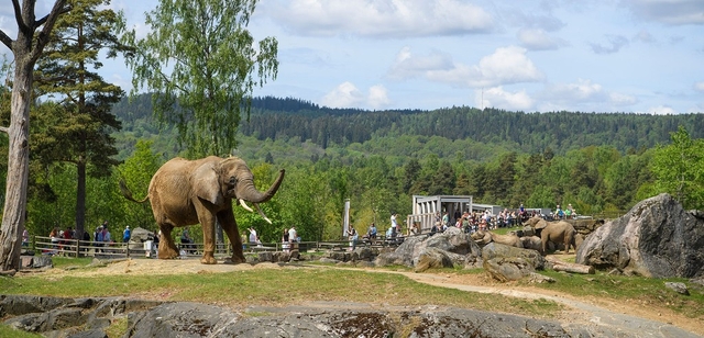 Borås Djurpark Logo