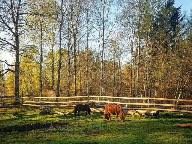 Djurparken Traryds Skans Logo