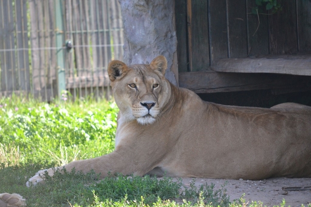 Oradea Zoo Logo