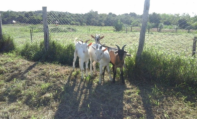 Granja Eco-turística Yvambopi Logo