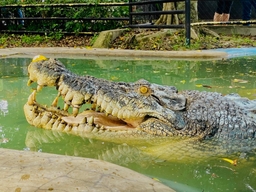 Davao Crocodile Park & Zoo Logo