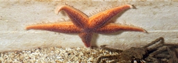 Stiftelsen Risør Aquarium Logo
