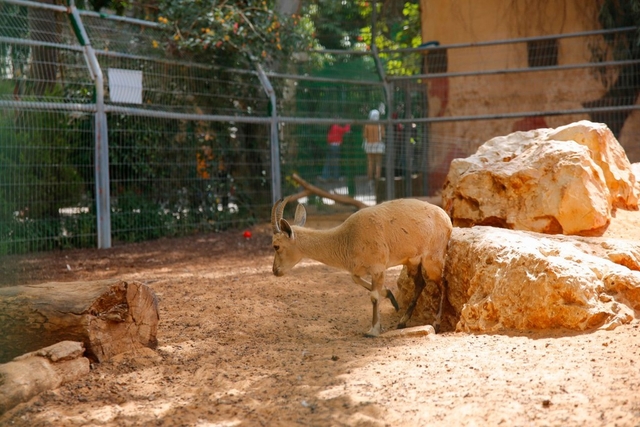 Qalqilya Zoo Logo