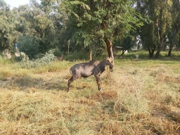 Wild Life Breeding Center Gatwala Logo