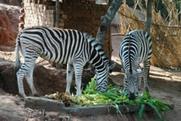 Lohi Bher Wildlife Park Logo