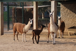 Peshawar Zoo Logo