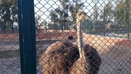 Safari Park Jauharabad Logo