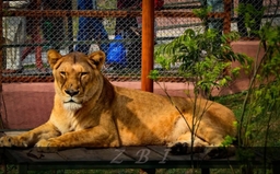 Ayub National Park Logo