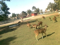 Bahawalpur Zoo Logo