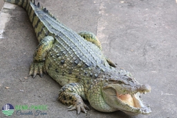 Palawan Wildlife Rescue and Conservation Center (Crocodile Farm) Logo