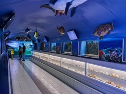 Sea Aquarium Bergen aan Zee Logo